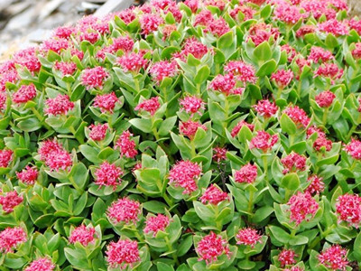 RHODIOLA ROSEA ROOT EXTRACT