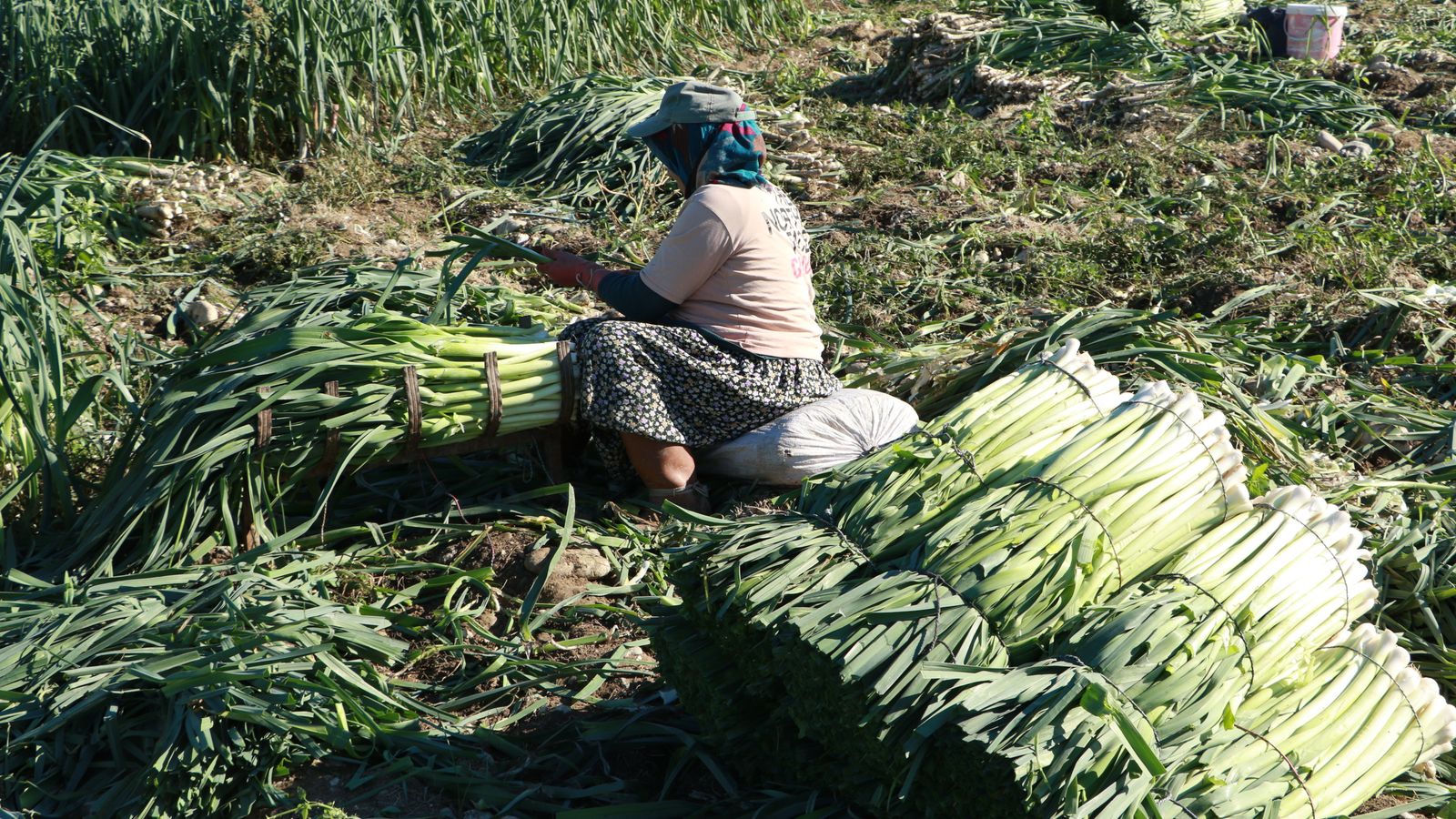 Herb cultivation on the Shandong plains and Jiangnan hills